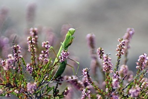 Gottesanbeterin in der Oberlausitzer Heide- und Teichlandschaft